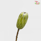 Protea White Pride - (2 Stems)-White-Africa-prflorist.com.my