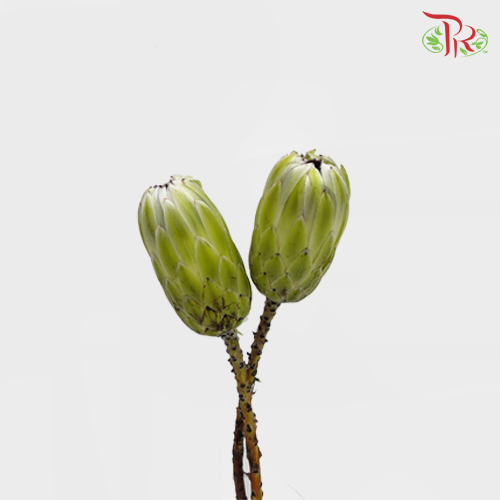 Protea White Pride - (2 Stems)-White-Africa-prflorist.com.my