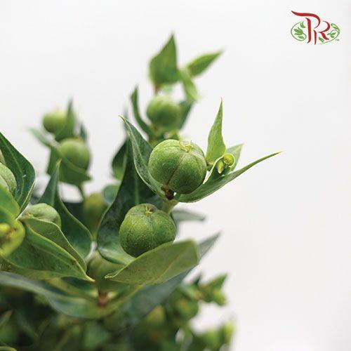 Prunu - (Per Bunch)-China-prflorist.com.my