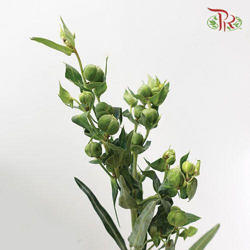 Prunu - (Per Bunch)-China-prflorist.com.my