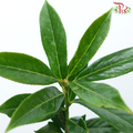 Prunus Green Angustifolia (10 Stems)-Netherland-prflorist.com.my
