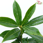 Prunus Green Angustifolia (10 Stems)-Netherland-prflorist.com.my