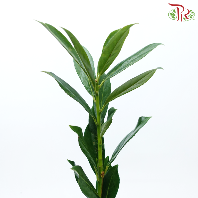 Prunus Green Angustifolia (10 Stems)-Netherland-prflorist.com.my