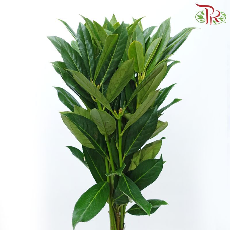 Prunus Green Angustifolia (10 Stems)-Netherland-prflorist.com.my