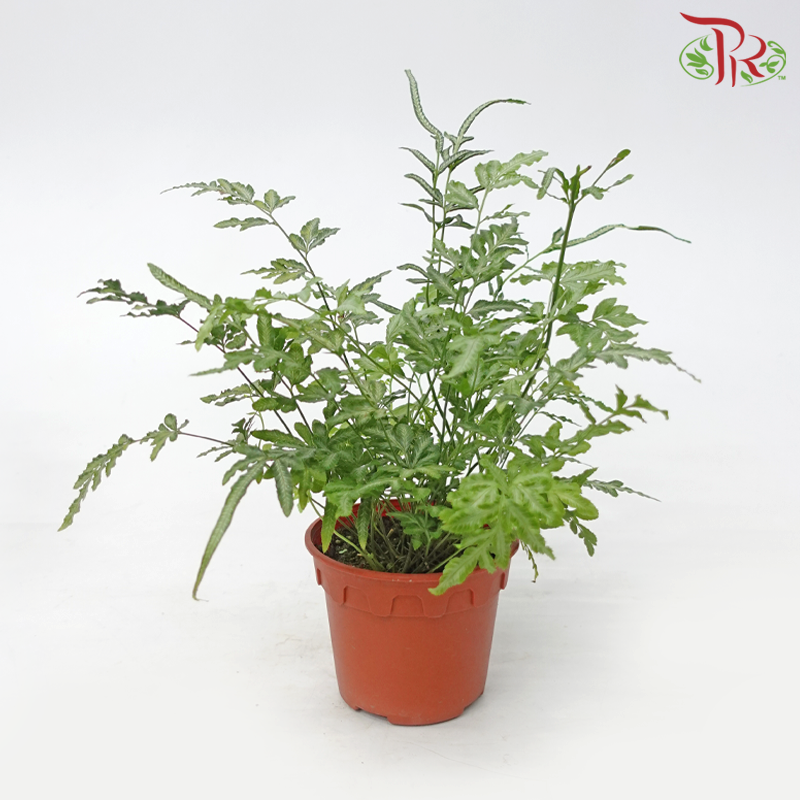 Pteris Ensiformis P120《银脉凤尾蕨》