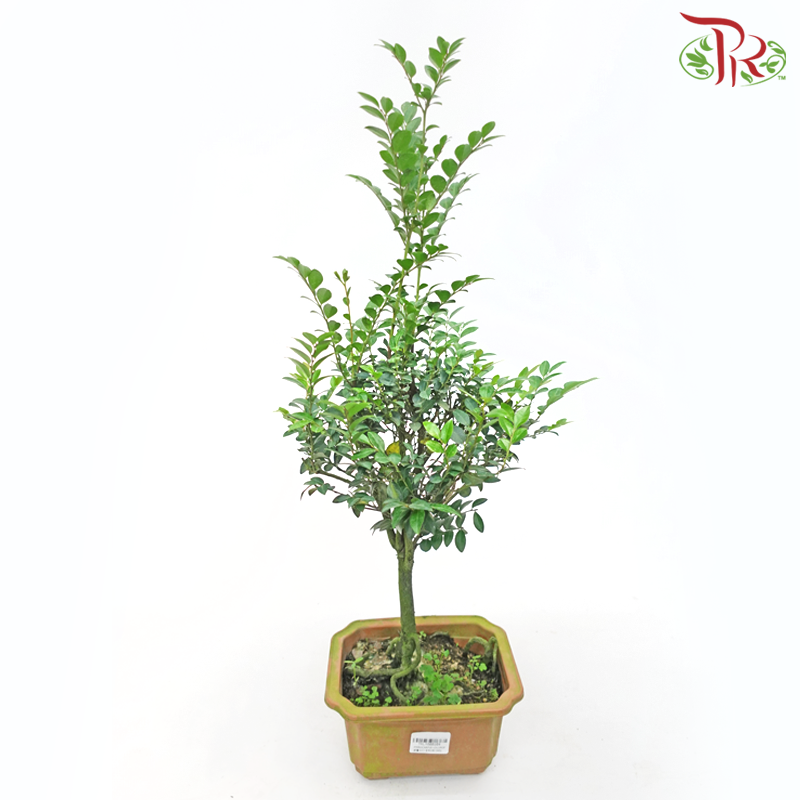 Pterocarpus Lollipop《紫檀》-Pudu Ria Florist-prflorist.com.my
