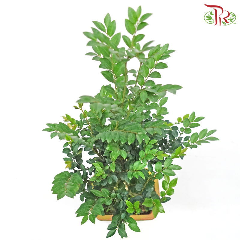 Pterocarpus Lollipop《紫檀》-Pudu Ria Florist-prflorist.com.my