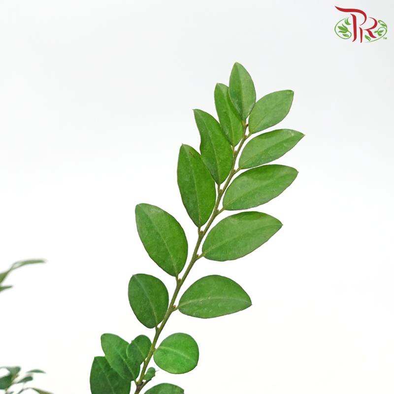 Pterocarpus Lollipop《紫檀》-Pudu Ria Florist-prflorist.com.my