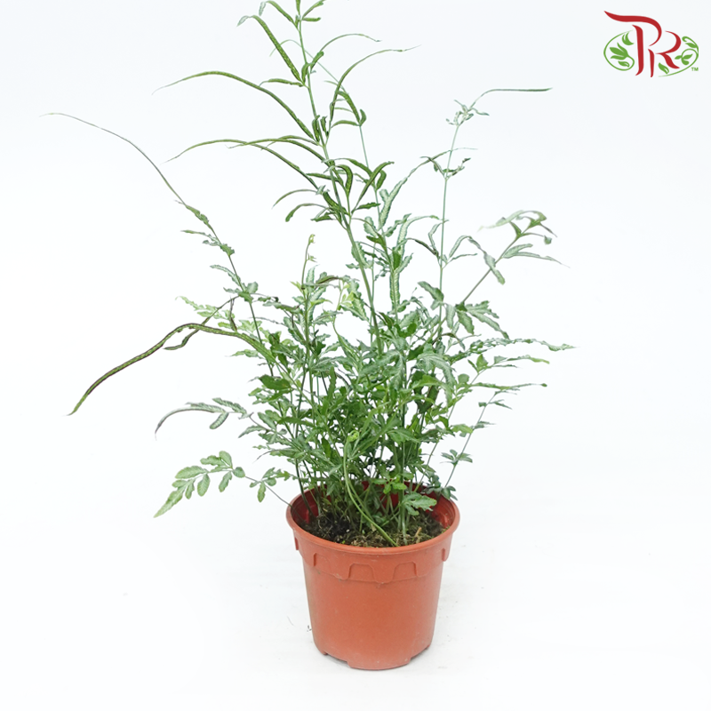 Ptreris Ensiformis P120《银脉凤尾蕨》-Pudu Ria Florist-prflorist.com.my