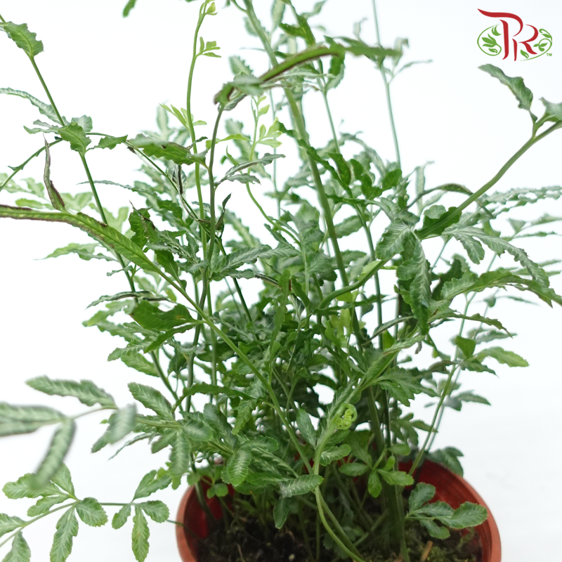Ptreris Ensiformis P120《银脉凤尾蕨》-Pudu Ria Florist-prflorist.com.my