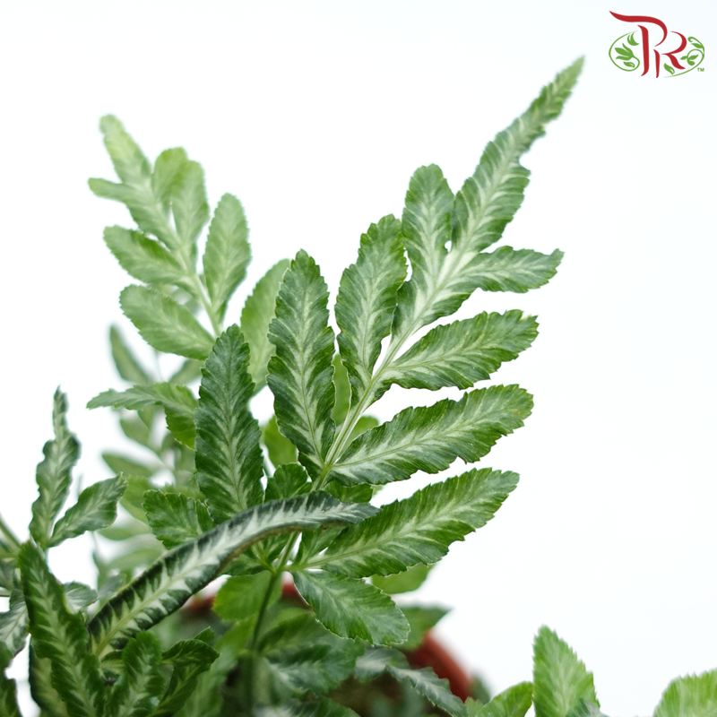 Ptreris Ensiformis P120《银脉凤尾蕨》-Pudu Ria Florist-prflorist.com.my