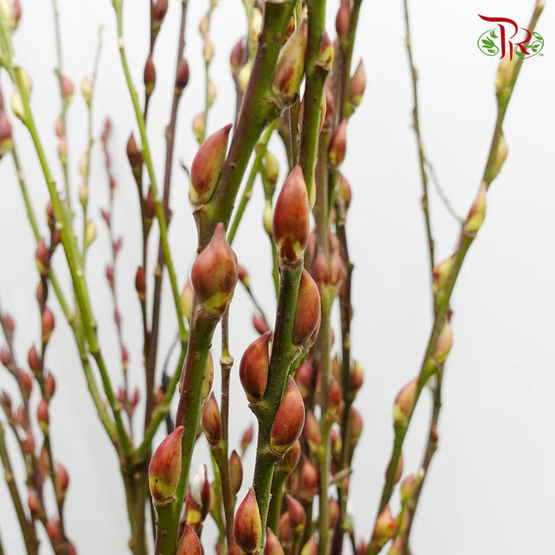 Natural Twn Pussy Willow  - 5FT/6FT/7FT