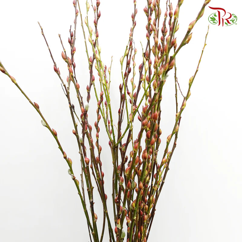 Natural Twn Pussy Willow  - 5FT/6FT/7FT