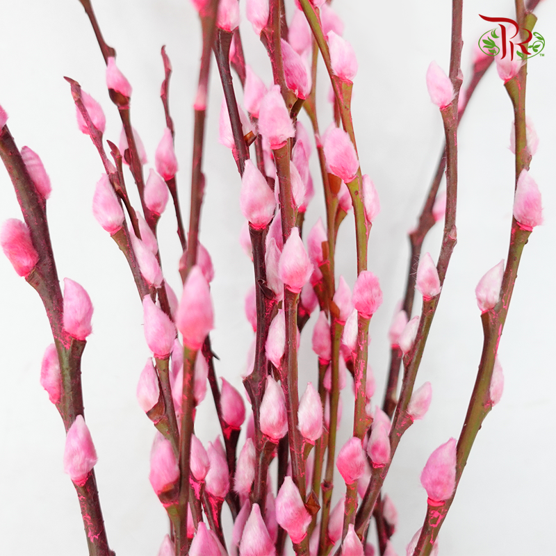 Pussy Willow Single (6FT) - Highlight Pink (10 Stems)-Pudu Ria Florist-prflorist.com.my