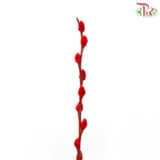 Pussy Willow Spray (5FT) - Red (12 Stems)-Red-Pudu Ria Florist-prflorist.com.my