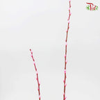 Pussy Willow Spray (6FT) - Highlight Pink (12 Stems)-Highlight Pink-Pudu Ria Florist-prflorist.com.my