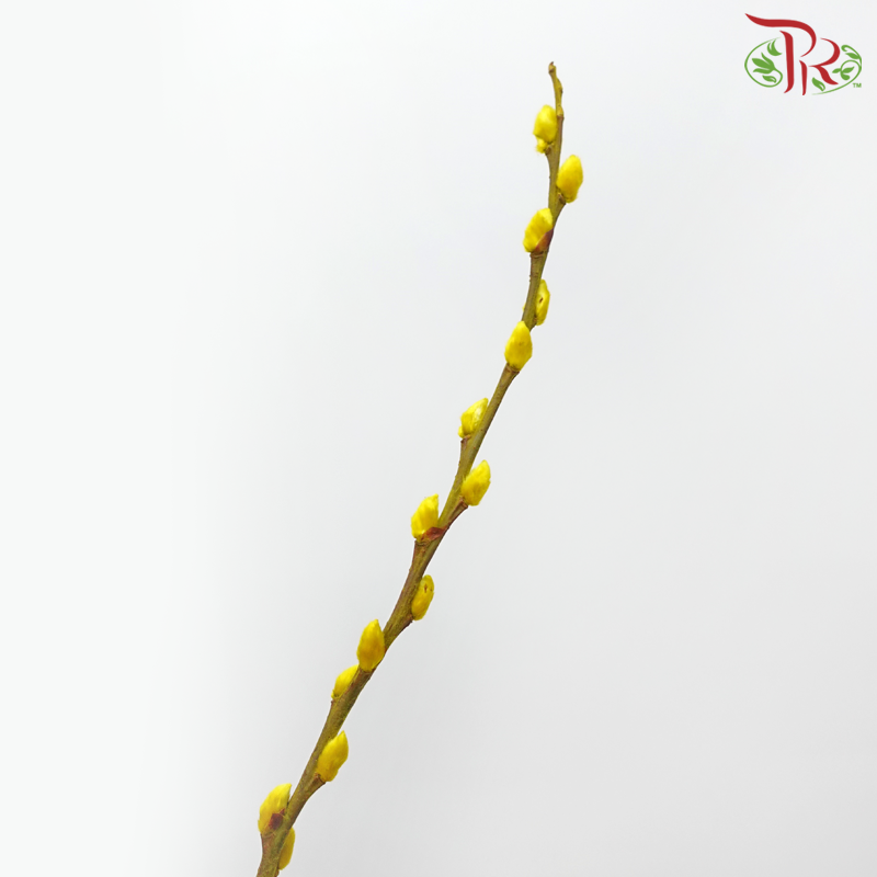 Pussy Willow Spray (6FT) - Yellow (12 Stems)-Yellow-Pudu Ria Florist-prflorist.com.my