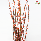 Pussy Willow Spray (8FT) - Orange (12 Stems)-Orange-Pudu Ria Florist-prflorist.com.my