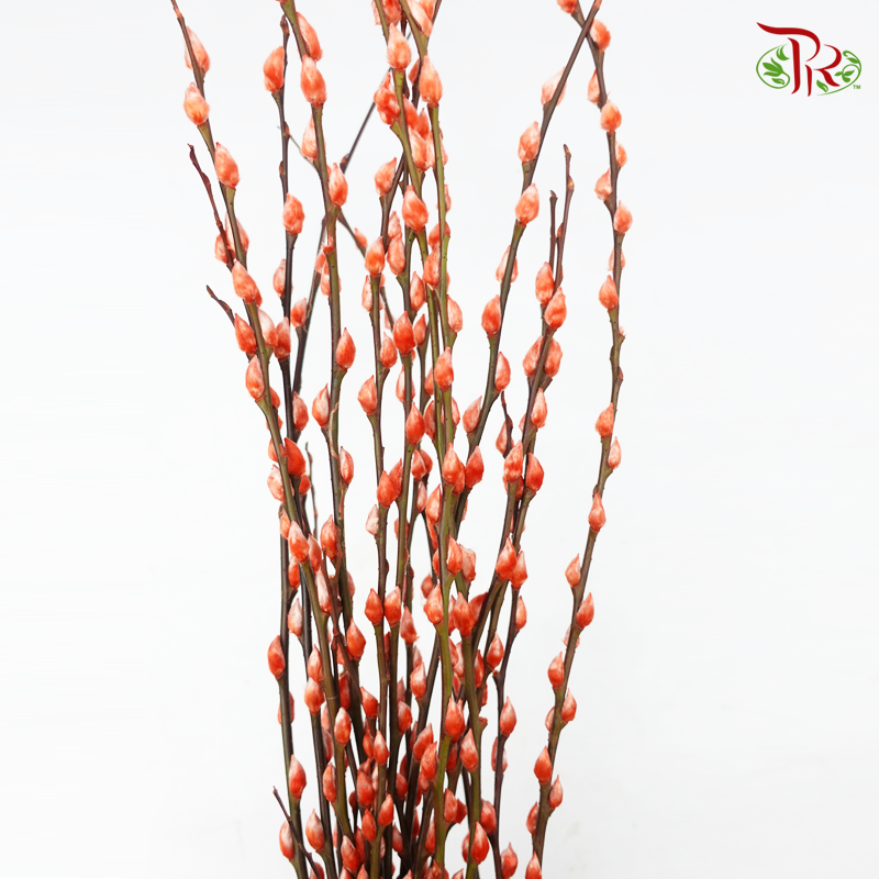 Pussy Willow Spray (8FT) - Orange (12 Stems)-Orange-Pudu Ria Florist-prflorist.com.my