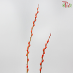 Pussy Willow Spray (8FT) - Orange (12 Stems)-Orange-Pudu Ria Florist-prflorist.com.my