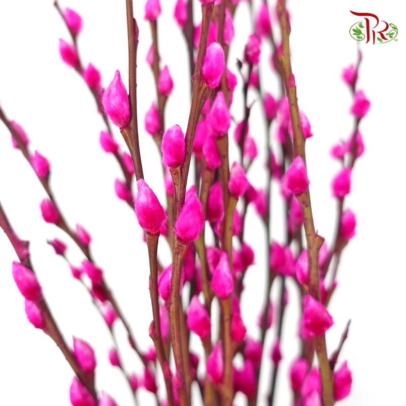 Pussy Willow Spray