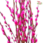 Pussy Willow Spray