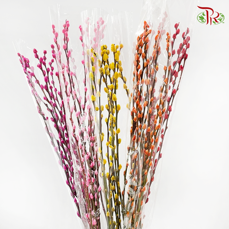 Pussy Willow Single