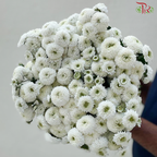 Chrysanthemum Pompom Dandelion