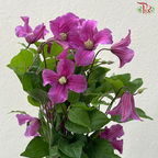 Clematis《铁线莲》