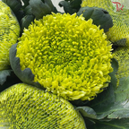 Net Mum Chrysanthemum Big