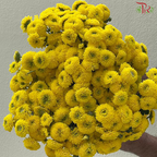 Chrysanthemum Pompom Dandelion