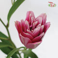 Rose Lily 3+ - Pink (5 Stems) - Pudu Ria Florist