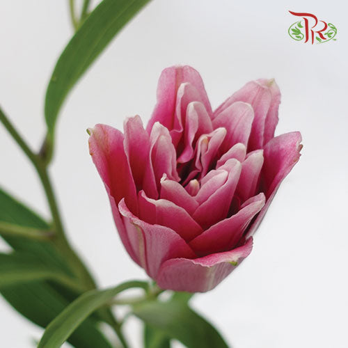 Rose Lily 3+ - Pink (5 Stems) - Pudu Ria Florist