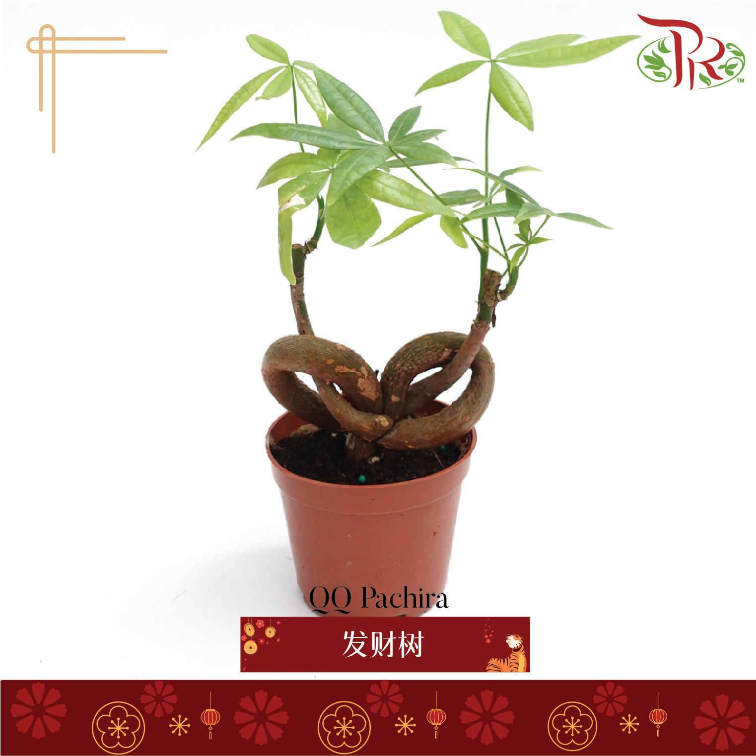 QQ Pachira 《发财树》-Pudu Ria Florist-prflorist.com.my