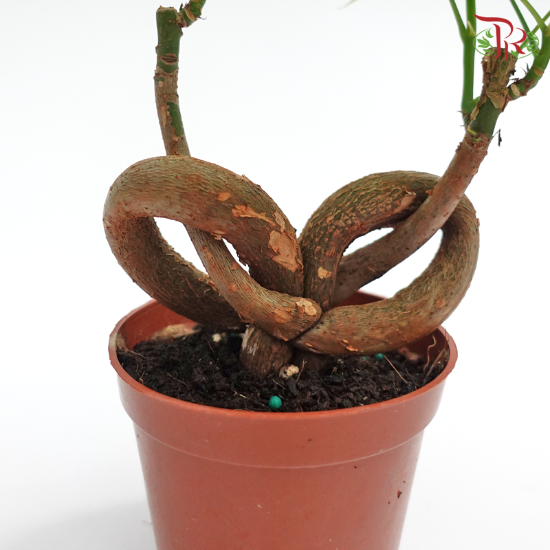QQ Pachira 《发财树》-Pudu Ria Florist-prflorist.com.my