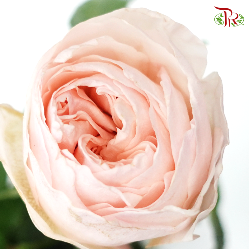 R' Prima David Austin Rose - Juliet (12 Stems)-Ecd-prflorist.com.my
