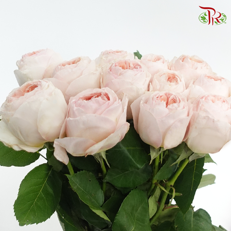 R' Prima David Austin Rose - Juliet (12 Stems)-Ecd-prflorist.com.my