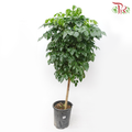 Radermachera Lollipop 4'OH《幸福树/绿宝》-Pudu Ria Florist-prflorist.com.my
