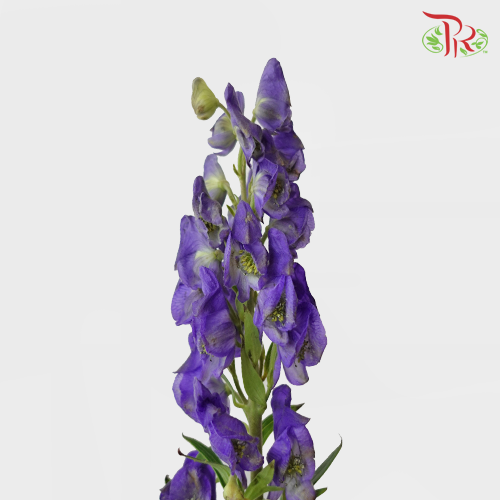 Ranales - (Per Bunch)-Purple-China-prflorist.com.my