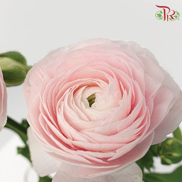 Ranunculus - Blush Pink 1(5 Stems) **Fragile-Japan-prflorist.com.my