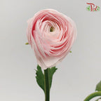 Ranunculus