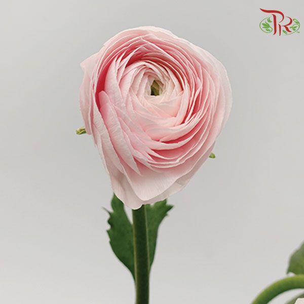 Ranunculus