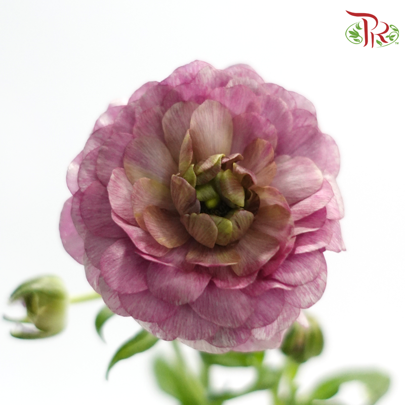 Ranunculus Butterfly - Dark Purple (9-10 Stems) *Fragile-Purple-China-prflorist.com.my
