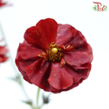 Ranunculus Butterfly - Dark Red (Per Bunch)-Dark Red-China-prflorist.com.my