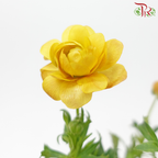 Ranunculus Butterfly