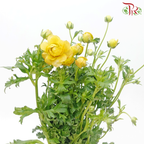 Ranunculus Butterfly