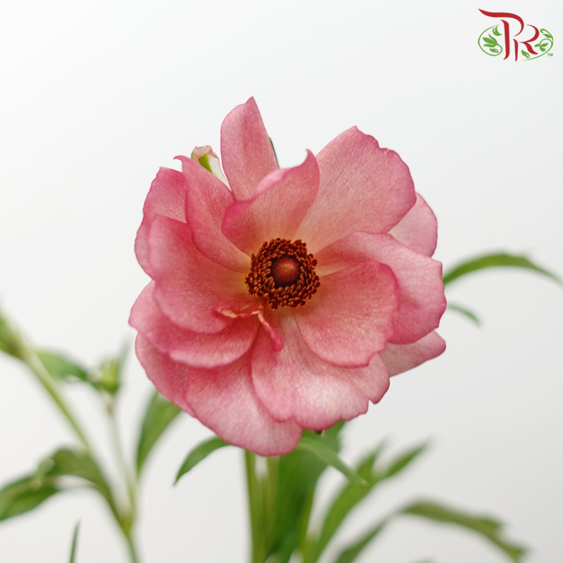 Ranunculus Butterfly - Kobi Pink (5 Stems)*Fragile-Kobi Pink-Kenya-prflorist.com.my