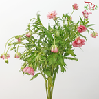 Ranunculus Butterfly - Kobi Pink (Per Bunch) ***Fragile-Kobi Pink-China-prflorist.com.my