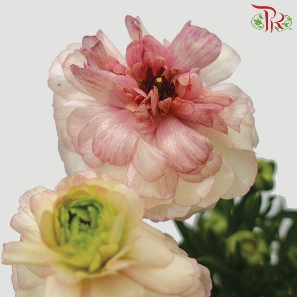 Ranunculus Butterfly - Light Pink (9-10 stems) *Fragile-Peach-China-prflorist.com.my