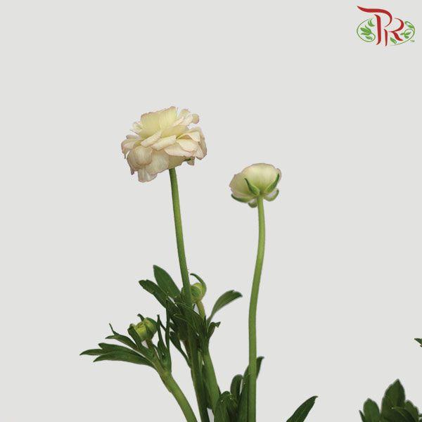 Ranunculus Butterfly - Light Pink (Per Bunch) *Fragile-Peach-Import-prflorist.com.my